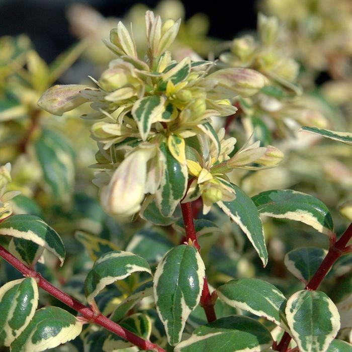 Suntastic™ Radiance - Abelia x grandiflora ''Radiance'' PP21929 (Glossy Abelia) from Betty's Azalea Ranch