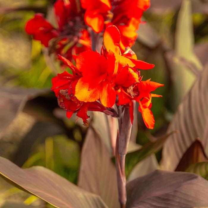 Cannova® Bronze Scarlet - Canna x generalis ''Bronze Scarlet'' from Betty's Azalea Ranch