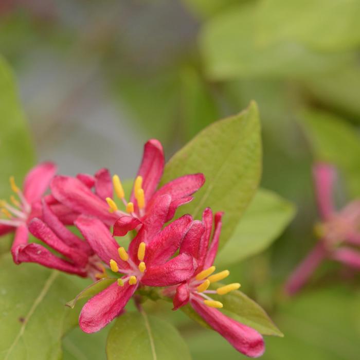 Arnold Red Arnold Red Honeysuckle - Lonicera tatarica ''Arnold Red'' (Arnold Red Honeysuckle) from Betty's Azalea Ranch