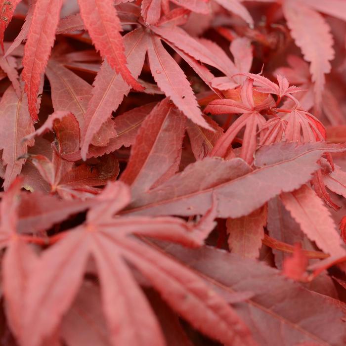 Skeeter''s Broom Japanese Maple - Acer palmatum ''Skeeter''s Broom'' (Japanese Maple) from Betty's Azalea Ranch