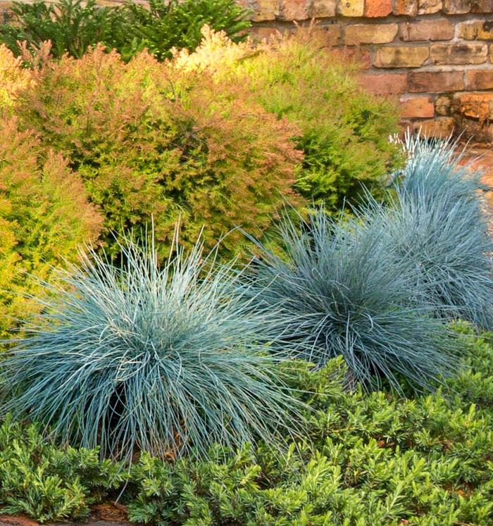 Beyond Blue™ Blue Fescue - Festuca glauca ''Casca11'' PP23307 (Blue Fescue) from Betty's Azalea Ranch