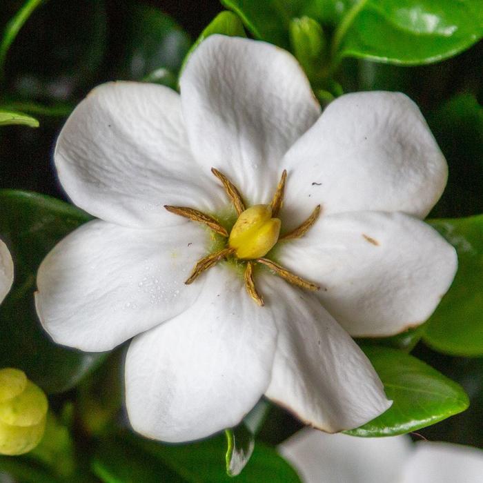 Diamond Spire® - Gardenia ''Leefive'' PP32516 from Betty's Azalea Ranch