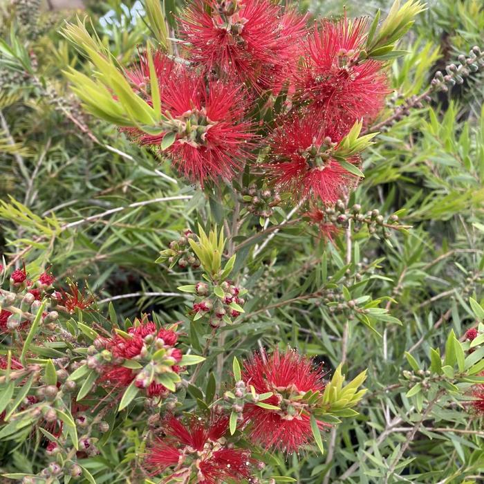 Northern Red Oak - Quercus rubra (Northern Red Oak) from Betty's Azalea Ranch