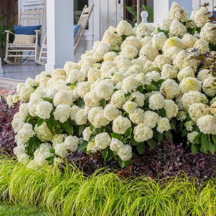 White Wedding® Hydrangea - Hydrangea paniculata ''LeeP1'' PP28973 (Hydrangea) from Betty's Azalea Ranch