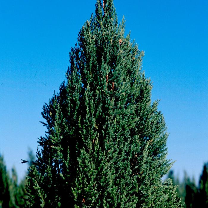 ''Blue Point'' Chinese Juniper - Juniperus chinensis from Betty's Azalea Ranch