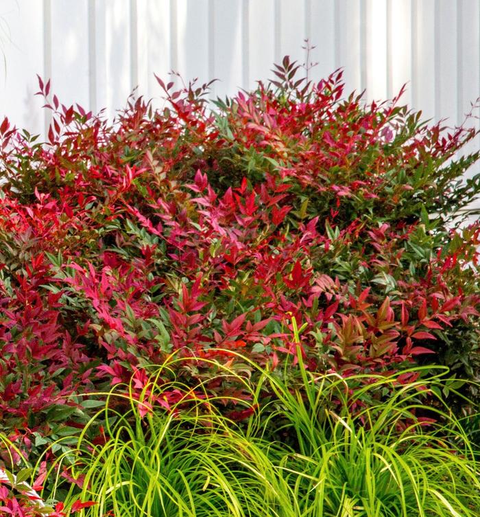 Obsession™ Nandina - Nandina domestica ''Seika'' PP21891 (Nandina) from Betty's Azalea Ranch