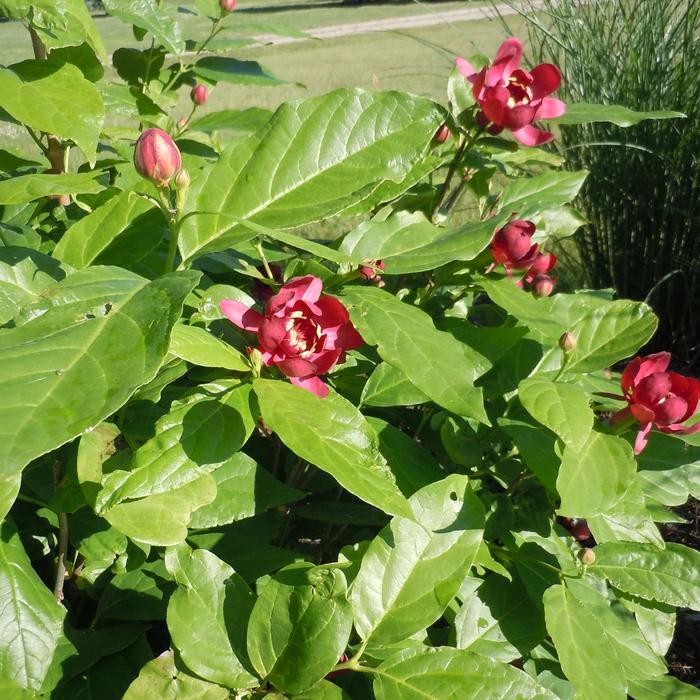 Aphrodite Sweetshrub - Calycanthus ''Aphrodite'' PP24014 (Sweetshrub) from Betty's Azalea Ranch