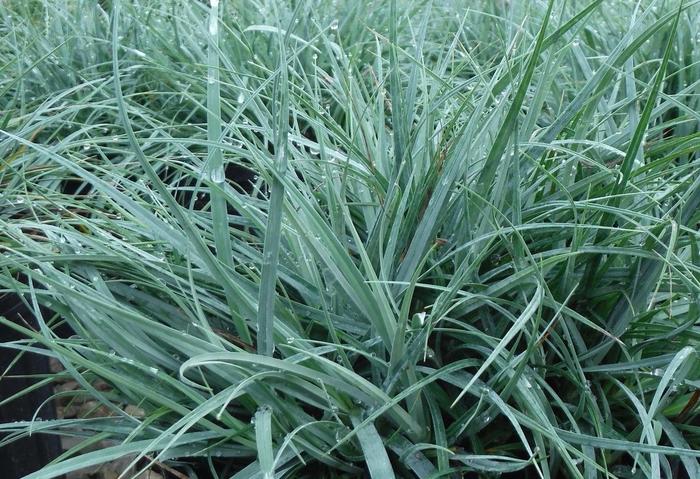 Blue-green Sedge - Carex flacca (Blue-green Sedge) from Betty's Azalea Ranch