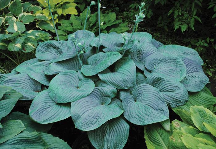 Humpback Whale Hosta, Plantain Lily - Hosta ''Humpback Whale'' (Hosta, Plantain Lily) from Betty's Azalea Ranch