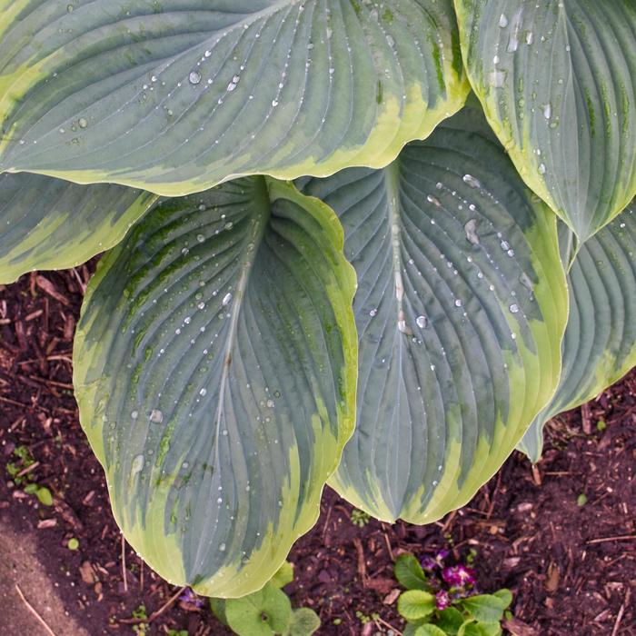 Shadowland® Wu-La-La - Hosta ''Wu-La-La'' (Hosta, Plantain Lily) from Betty's Azalea Ranch