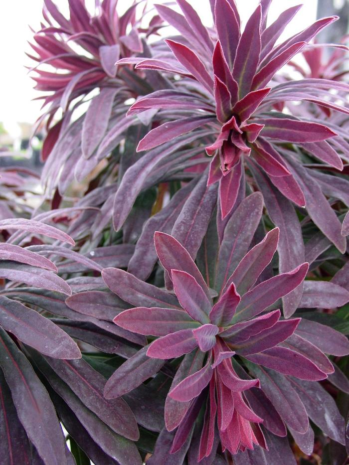 Sahara™ Ruby Glow - Euphorbia amygdaloides ''Waleuphglo'' (Spurge) from Betty's Azalea Ranch