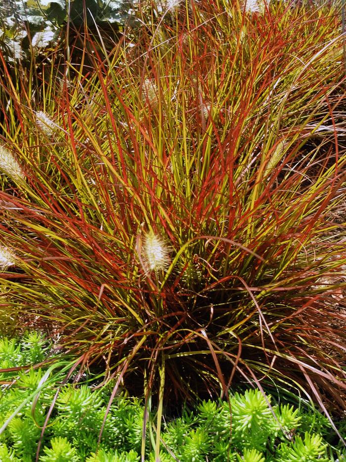 Burgundy Bunny Fountain Grass - Pennisetum alopecuroides ''Burgundy Bunny'' PP21917 (Fountain Grass) from Betty's Azalea Ranch