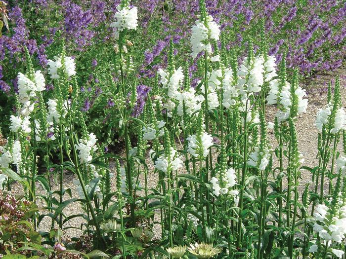 Miss Manners Obedient Plant - Physostegia virginiana ''Miss Manners'' PP12637 (Obedient Plant) from Betty's Azalea Ranch