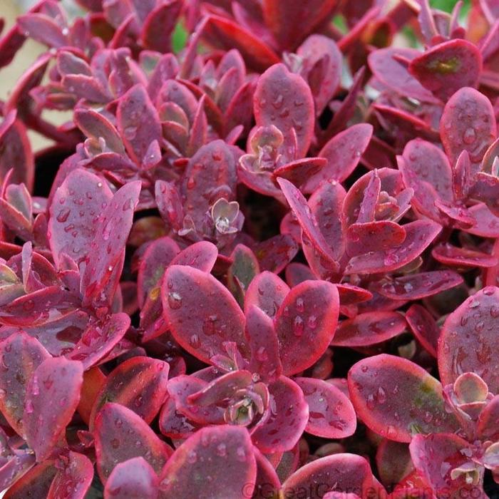 Sunsparkler® Wildfire - Sedum ''Wildfire'' (Stonecrop) from Betty's Azalea Ranch