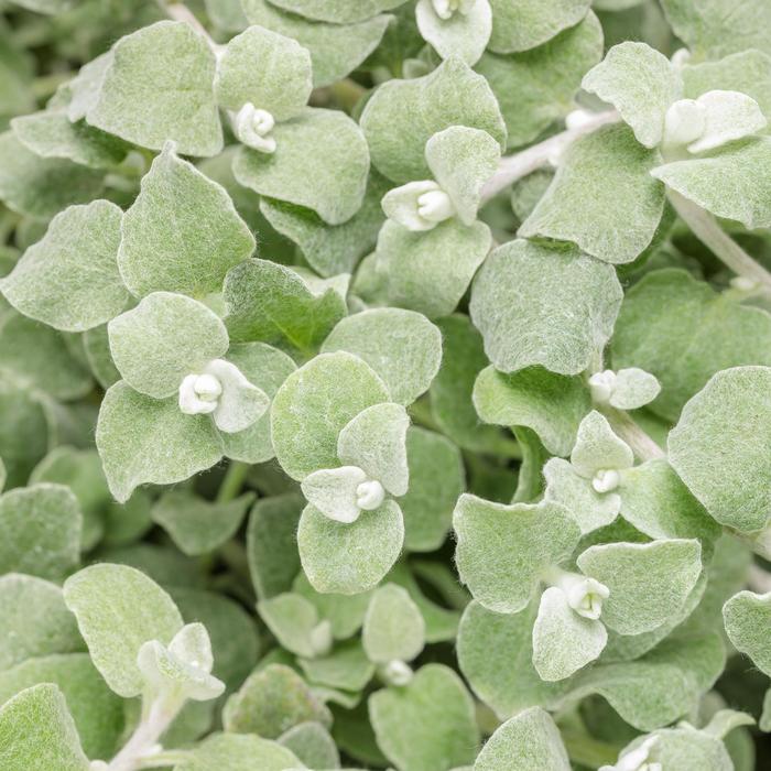 Proven Accents® White Licorice - Helichrysum petiolare ''White Licorice'' (Licorice Plant) from Betty's Azalea Ranch