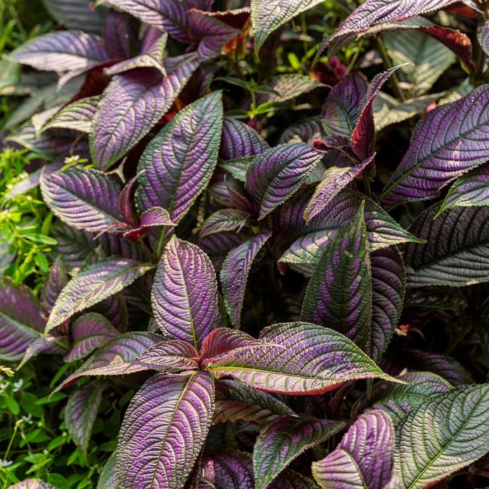 Persian Shield - Strobilanthes dyerianus (Persian Shield) from Betty's Azalea Ranch