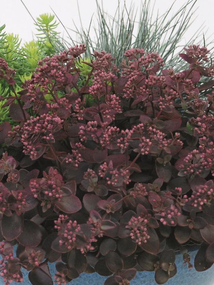 Sunsparkler® Cherry Tart - Sedum ''Cherry Tart'' PP24603 (Stonecrop) from Betty's Azalea Ranch