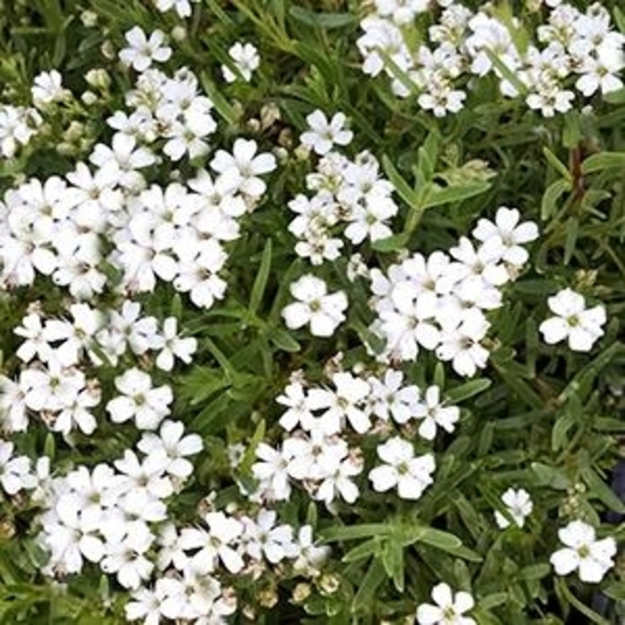 Gypsy White Improved Baby''s Breath - Gypsophila muralis ''Gypsy White Improved'' (Baby''s Breath) from Betty's Azalea Ranch