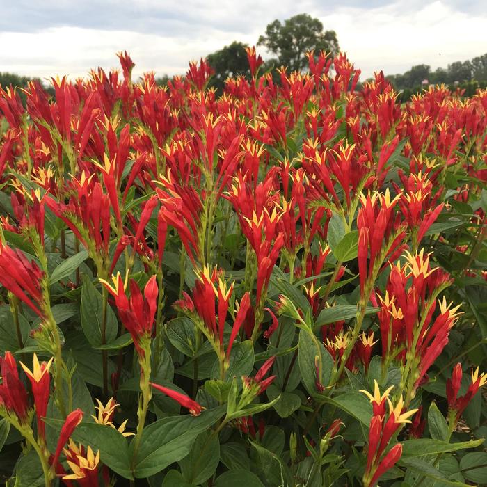 Little Redhead Indian Pink - Spigelia marilandica ''Little Redhead'' (Indian Pink) from Betty's Azalea Ranch