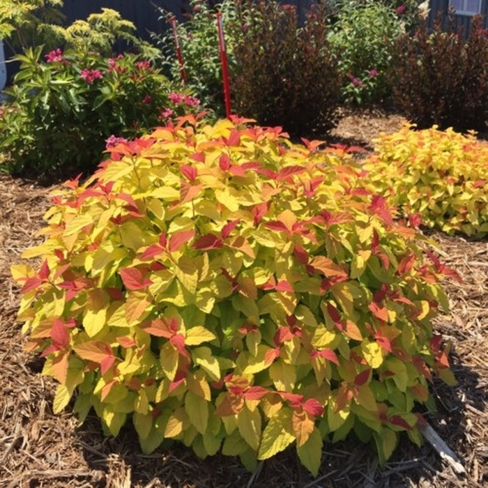 Double Play® Candy Corn® - Spiraea japonica ''NCSX1'' PP28313, Can PBRAF (Spirea) from Betty's Azalea Ranch Double Play® Candy Corn® - Spiraea japonica ''NCSX1'' PP28313, Can PBRAF (Spirea) from Betty's Azalea Ranch