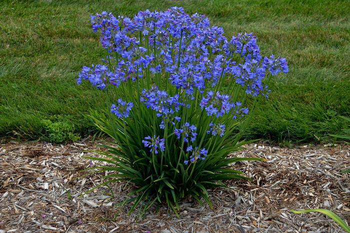 Little Galaxy African Lily - Agapanthus ''Little Galaxy'' PPAF (African Lily) from Betty's Azalea Ranch