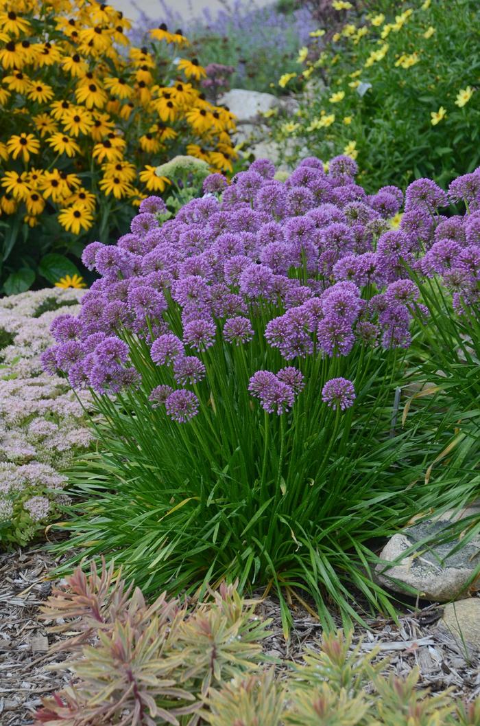 Millenium Ornamental Onion - Allium ''Millenium'' (Ornamental Onion) from Betty's Azalea Ranch