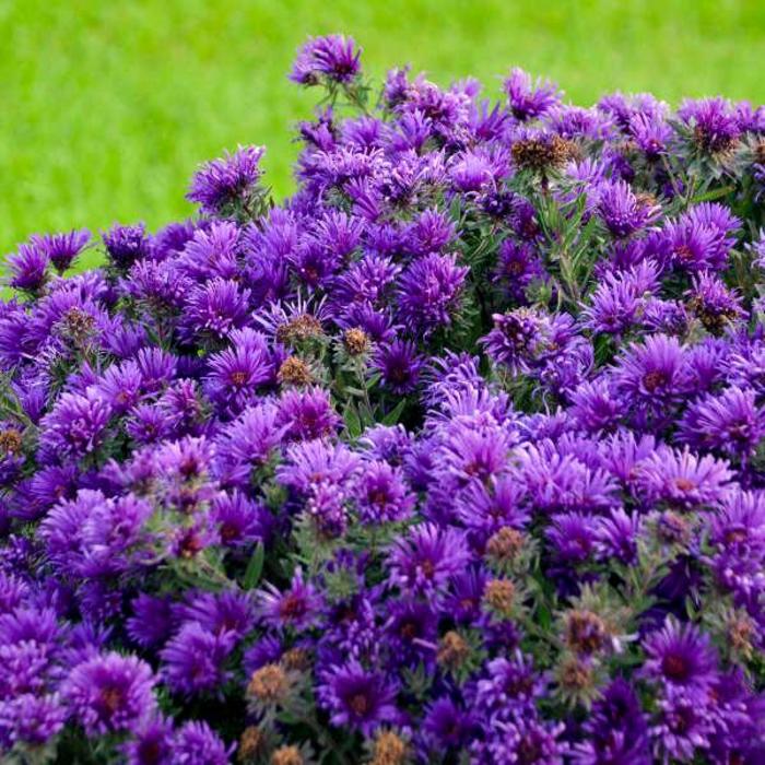 'Grape Crush' New England Aster - Aster novae-angliae from Betty's Azalea Ranch 'Grape Crush' New England Aster - Aster novae-angliae from Betty's Azalea Ranch