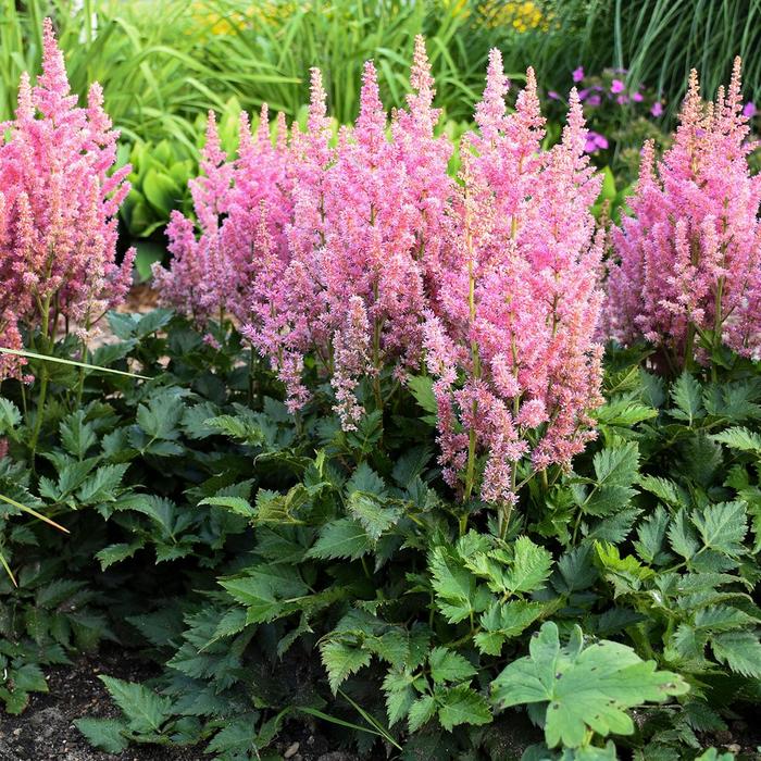 'Little Vision in Pink' False Spirea - Astilbe chinensis from Betty's Azalea Ranch 'Little Vision in Pink' False Spirea - Astilbe chinensis from Betty's Azalea Ranch