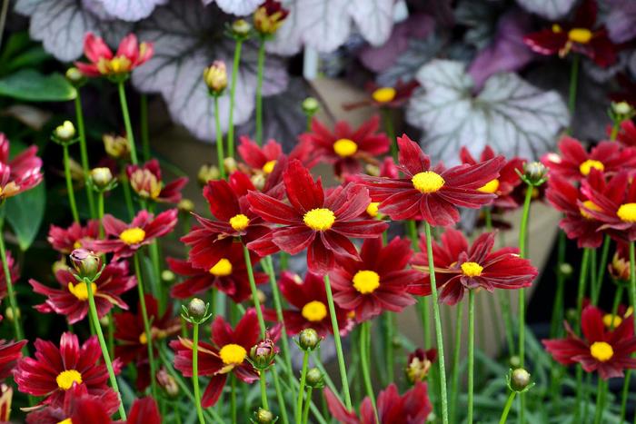 L''il Bang™ Red Elf - Coreopsis ''Red Elf'' PP27918 (Tickseed) from Betty's Azalea Ranch