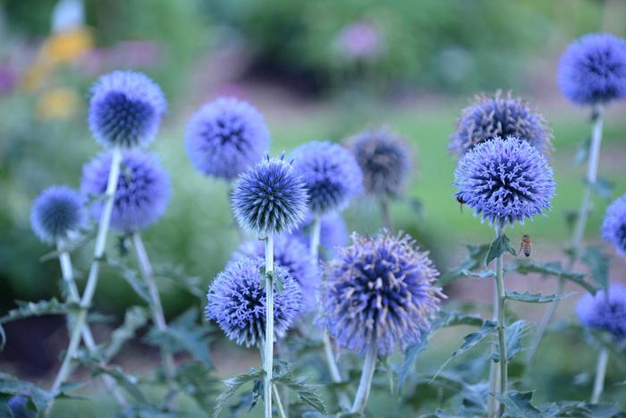 Blue Glow Globe Thistle - Echinops bannaticus ''Blue Glow'' (Globe Thistle) from Betty's Azalea Ranch