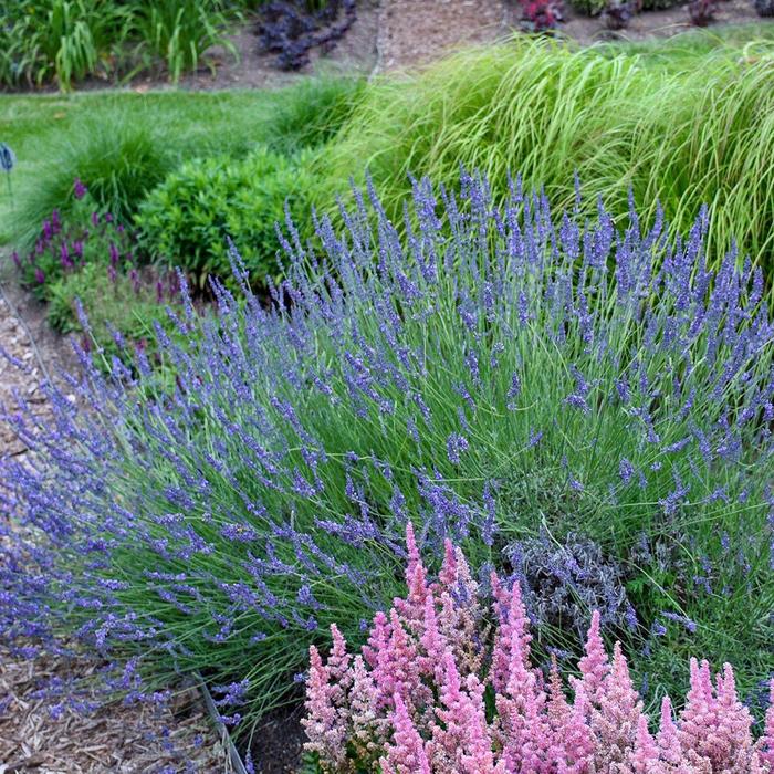 'Phenomenal' Lavender - Lavandula x intermedia from Betty's Azalea Ranch 'Phenomenal' Lavender - Lavandula x intermedia from Betty's Azalea Ranch