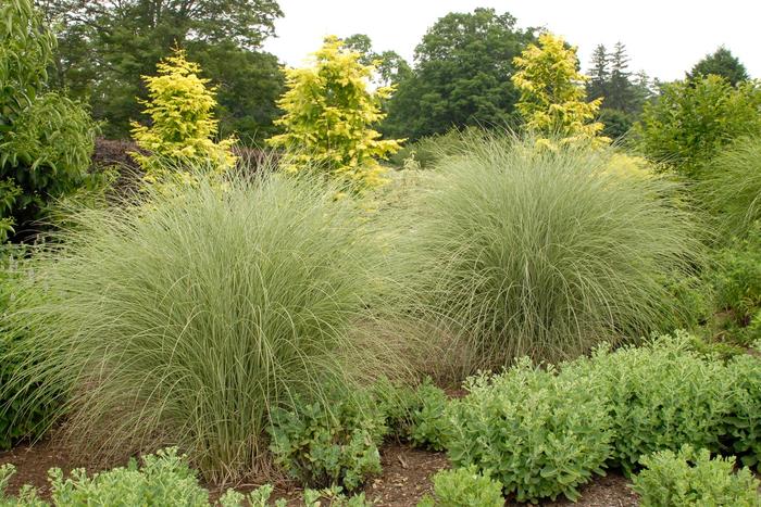 Morning Light Maiden Grass - Miscanthus sinensis ''Morning Light'' (Maiden Grass) from Betty's Azalea Ranch