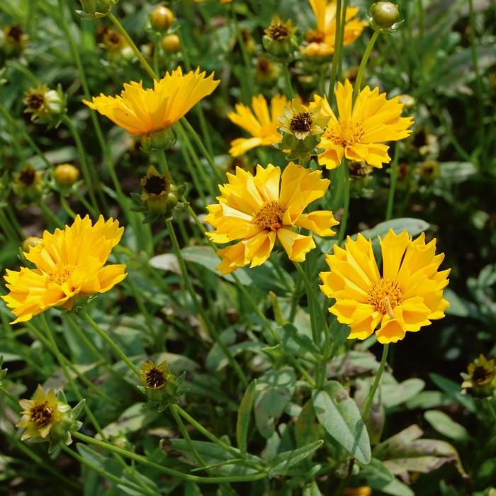 Jethro Tull Tickseed - Coreopsis grandiflora ''Jethro Tull'' PP18789 (Tickseed) from Betty's Azalea Ranch Jethro Tull Tickseed - Coreopsis grandiflora ''Jethro Tull'' PP18789 (Tickseed) from Betty's Azalea Ranch