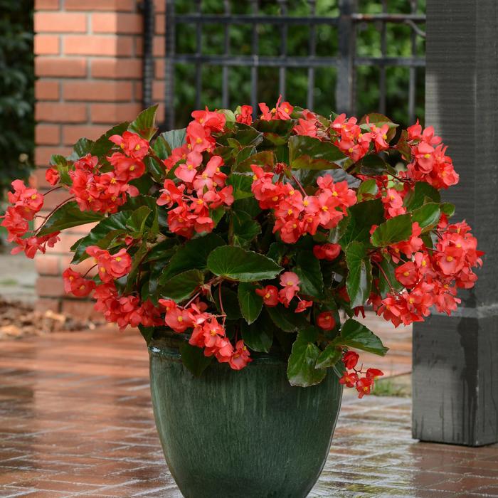 Megawatt™ Red Green Leaf - Begonia ''Red Green Leaf'' from Betty's Azalea Ranch