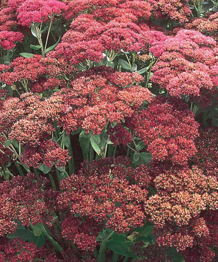 Autumn Joy Stonecrop - Sedum spectabile ''Autumn Joy'' (Stonecrop) from Betty's Azalea Ranch