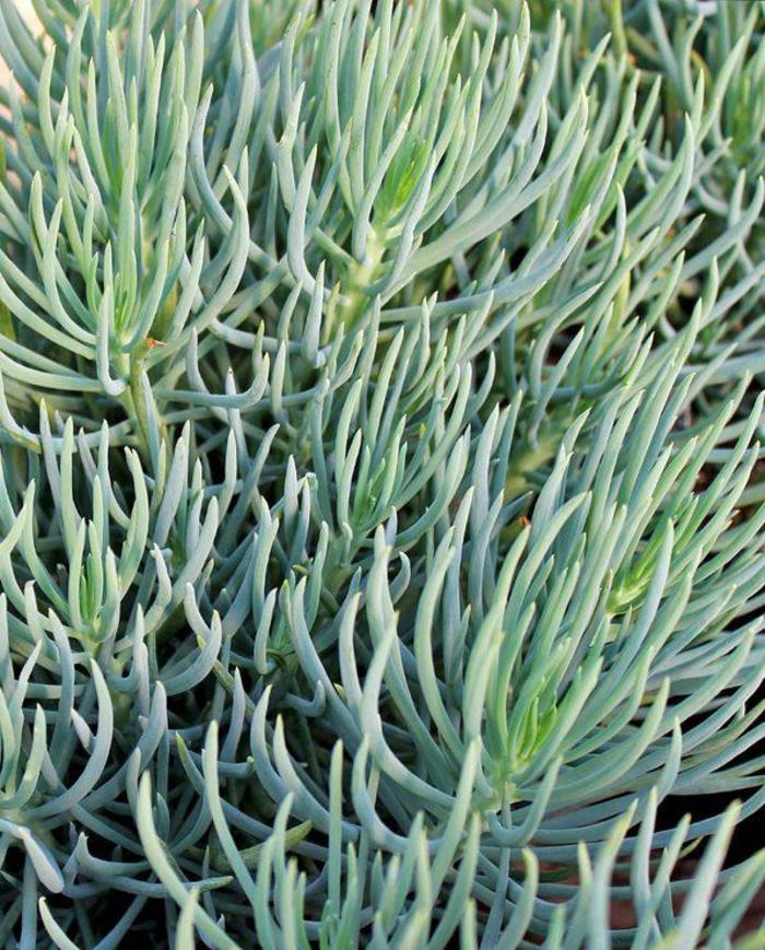 Serpents Blue Chalk Fingers - Senecio vitalis ''Serpents'' (Blue Chalk Fingers) from Betty's Azalea Ranch