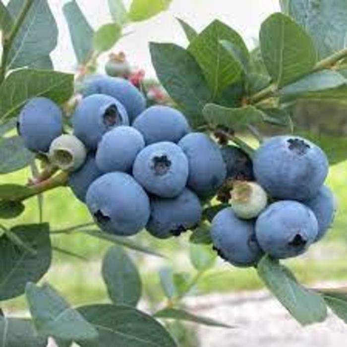 Patriot Blueberry - Vaccinium corymbosum ''Patriot'' (Blueberry) from Betty's Azalea Ranch