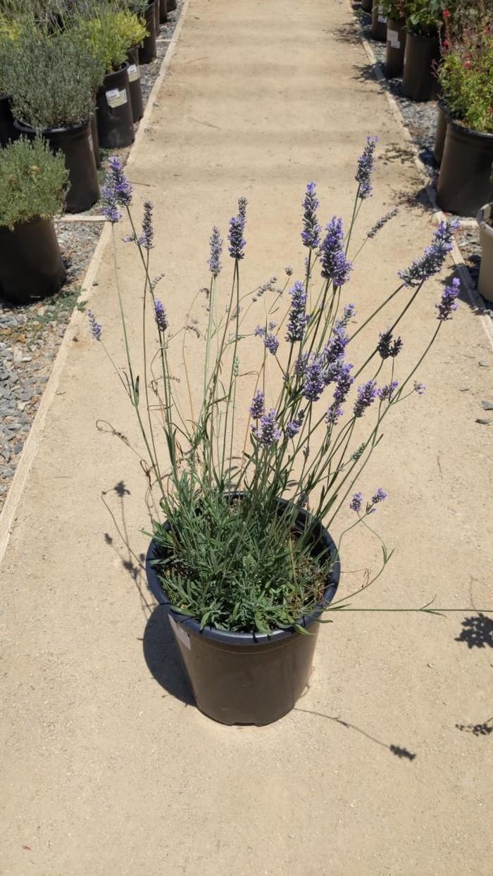 Provence Provence French Lavender - Lavandula x intermedia ''Provence'' (Provence French Lavender) from Betty's Azalea Ranch