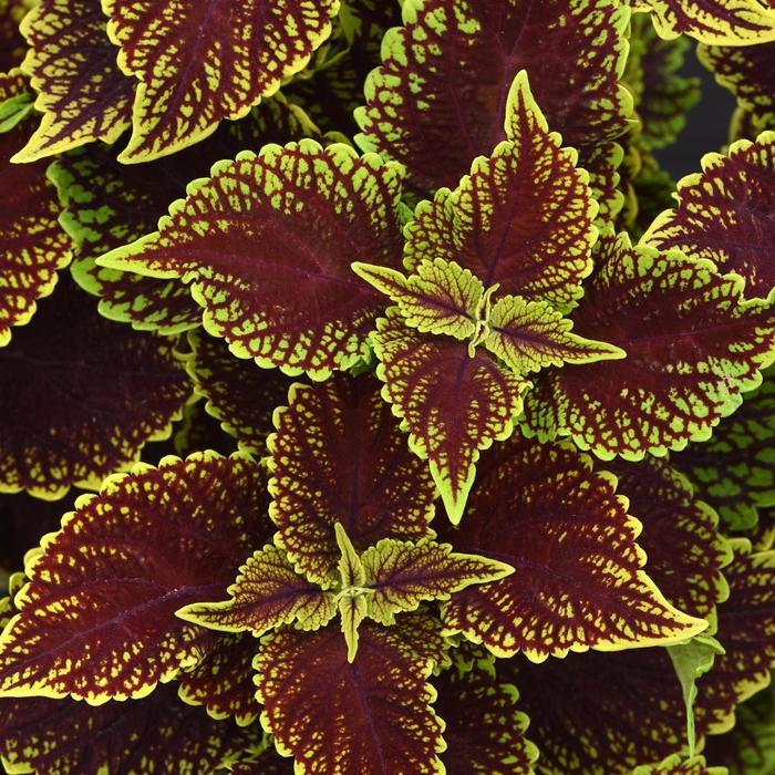 Coleosaurus Coleus - Solenostemon scutellarioides ''UF04512'' (Coleus) from Betty's Azalea Ranch