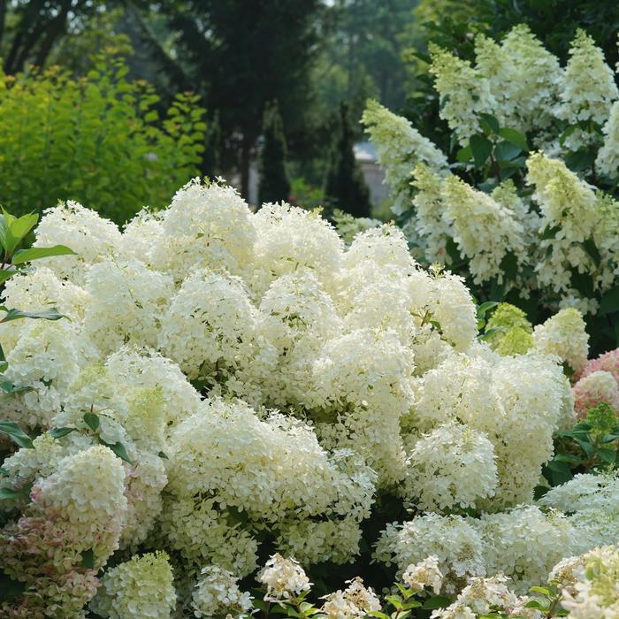 Puffer Fish™ - Hydrangea paniculata ''NCHP1'' PPAF, Can PBRAF from Betty's Azalea Ranch