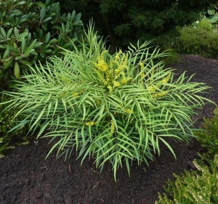 Soft Caress Grape Holly - Mahonia eurybracteata ''Soft Caress'' PP20,183 (Grape Holly) from Betty's Azalea Ranch