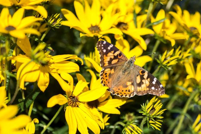 'Autumn Gold' Willowleaf Sunflower - Helianthus salicifolius from Betty's Azalea Ranch