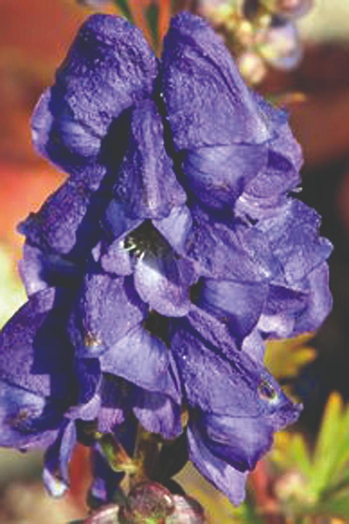 Arendsii Monkshood - Aconitum carmichaelii ''Arendsii'' (Monkshood) from Betty's Azalea Ranch