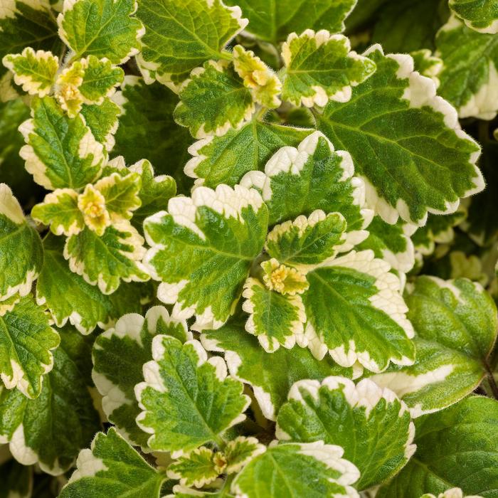 Variegata Swedish Ivy - Plectranthus coleoides ''Variegata'' (Swedish Ivy) from Betty's Azalea Ranch Variegata Swedish Ivy - Plectranthus coleoides ''Variegata'' (Swedish Ivy) from Betty's Azalea Ranch