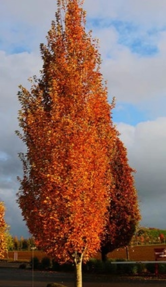 Armstrong Gold™ Maple - Acer rubrum ''JFS-KW78'' PP25301 (Maple) from Betty's Azalea Ranch