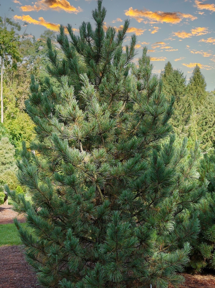 Prairie Statesman® Swiss Stone Pine - Pinus cembra ''Herman'' (Swiss Stone Pine) from Betty's Azalea Ranch