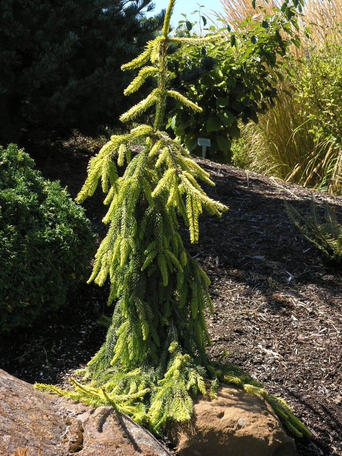 Pendula Weeping Serbian Spruce - Picea omorika ''Pendula'' (Weeping Serbian Spruce) from Betty's Azalea Ranch Pendula Weeping Serbian Spruce - Picea omorika ''Pendula'' (Weeping Serbian Spruce) from Betty's Azalea Ranch