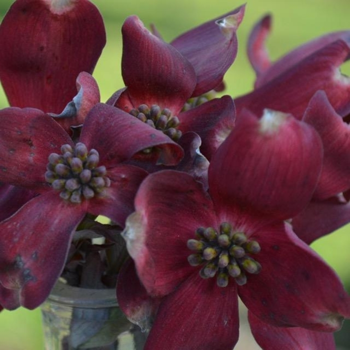 Ragin'' Red? Flowering Dogwood - Cornus florida ''JN13'' PP29424 from Betty's Azalea Ranch