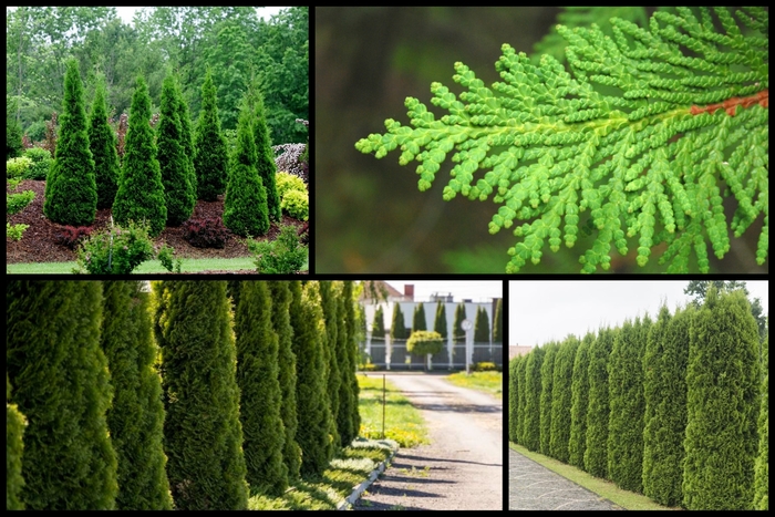 Arborvitae - Thuja from Betty's Azalea Ranch