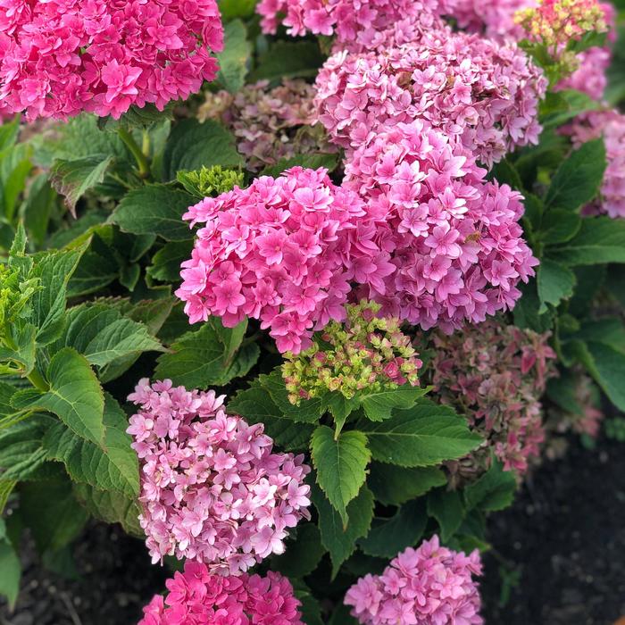 Starfield™ - Hydrangea macrophylla from Betty's Azalea Ranch